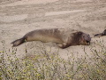 Elephant Seal