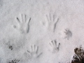Family Hands