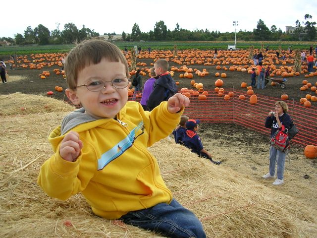 Pumpkin Patch