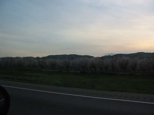 Blooming Trees on I-5