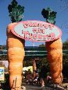 Giant Carrots