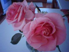Roses